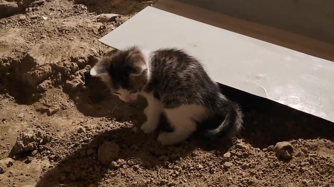 Baby cats covered the poop with soil (Smart, thoughtful Kittens)