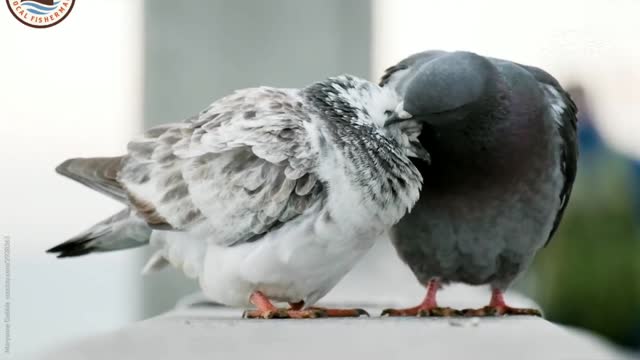 Watch the homing pigeons are very cute mating