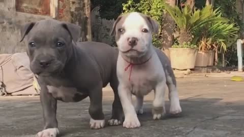 PETBULL BABY'S