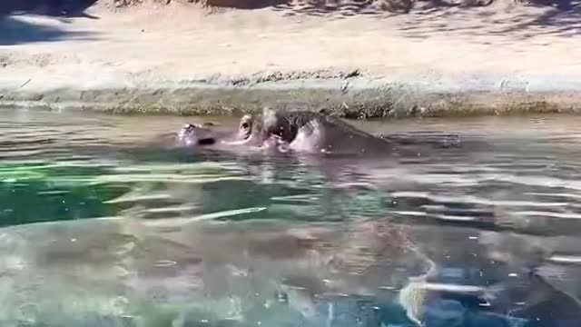 As if hippos couldn’t get any cut