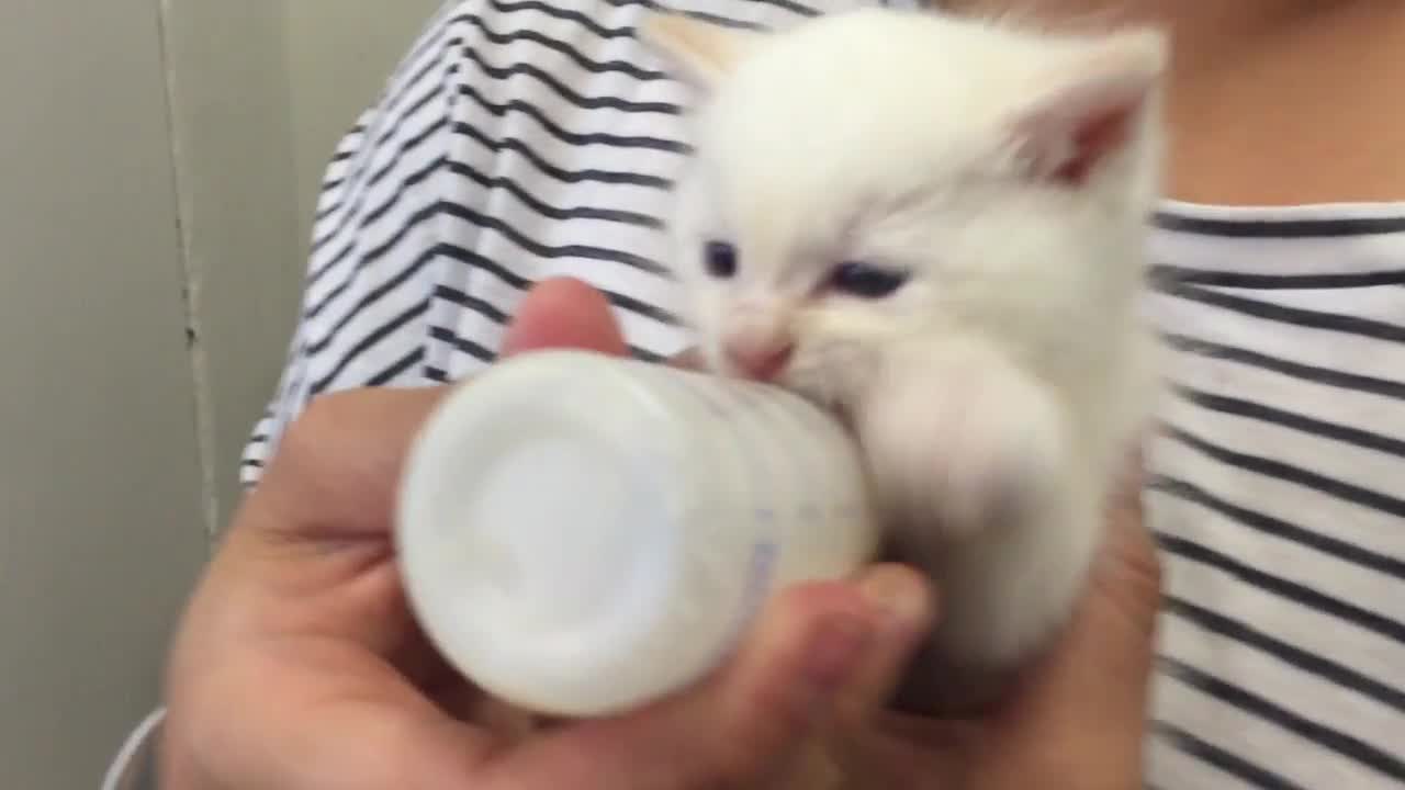 Squeaky is a hungry kitten - go Nom Nom Nom on his baba!