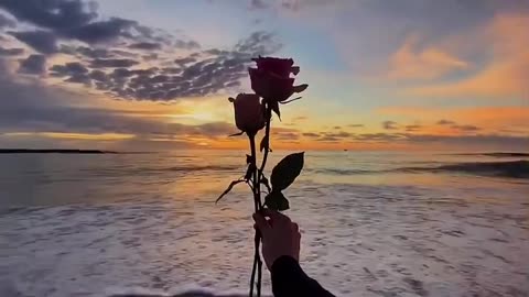 The Rose and the Sea