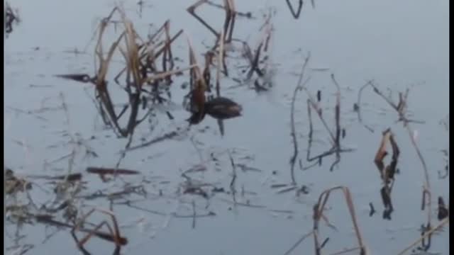 Little grebe, where did it go??