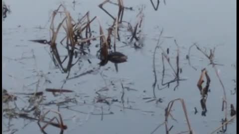 Little grebe, where did it go??