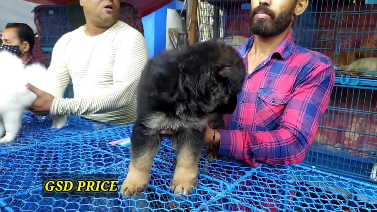 Latest puppy price update