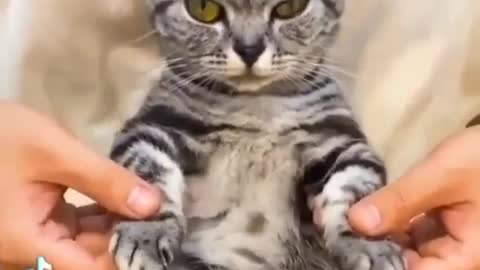 cats - funny babies laughing hysterically at cats compilation