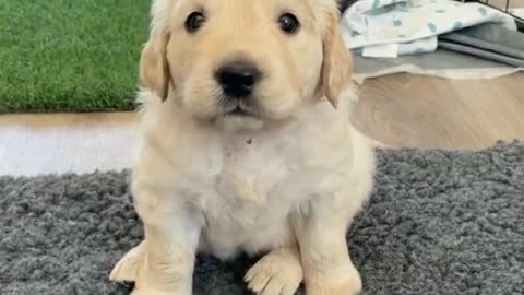 Barking Golden retriever puppy