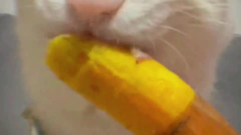 Just a cat eating potato