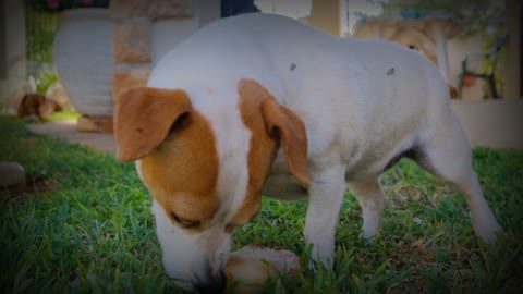 puppy's favourite food he loves it