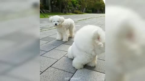 Cute Puppies and Dogs with their cute moments and funny