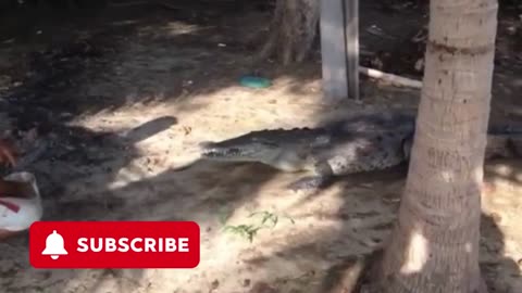 Man Hand Feeds Wild 10 Foot Crocodile!