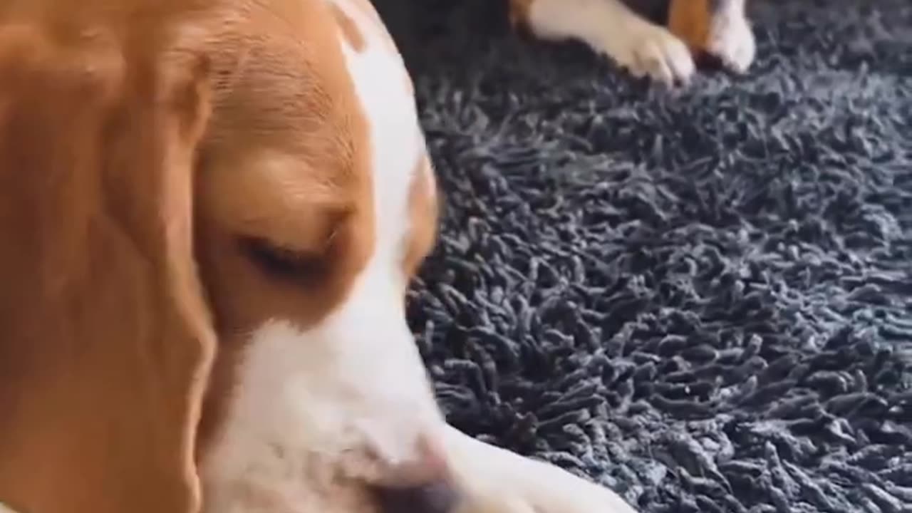 Why do our furry friends have a thing for chewing?🦴