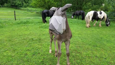 Adorable foal in adult horse fly mask