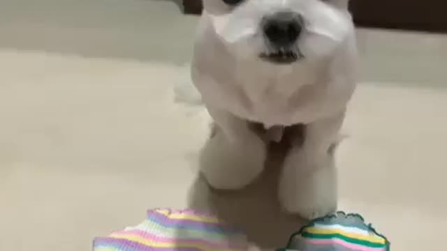 Dog choosing its own outfit