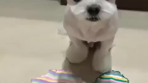 Dog choosing its own outfit