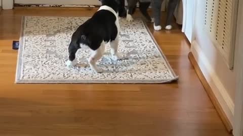 Funny Cats and Dogs Video # 4