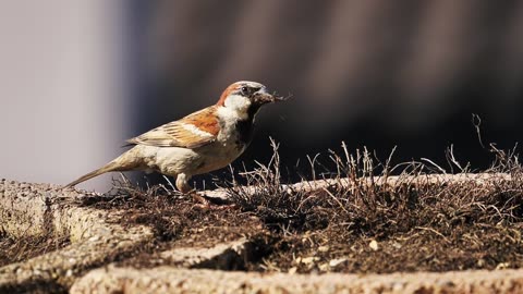 The bird is eating insects from the grass