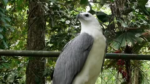 White And Gray Eagle