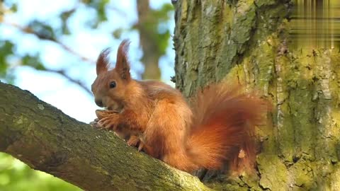 Squirrel eating walnuts