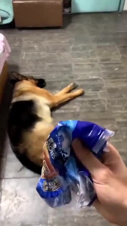 Switched-On Shepherd