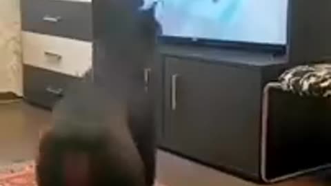 Funny Cat Videos 2024