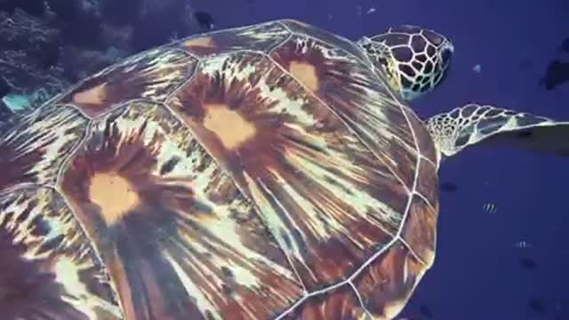 sea ​​turtle2