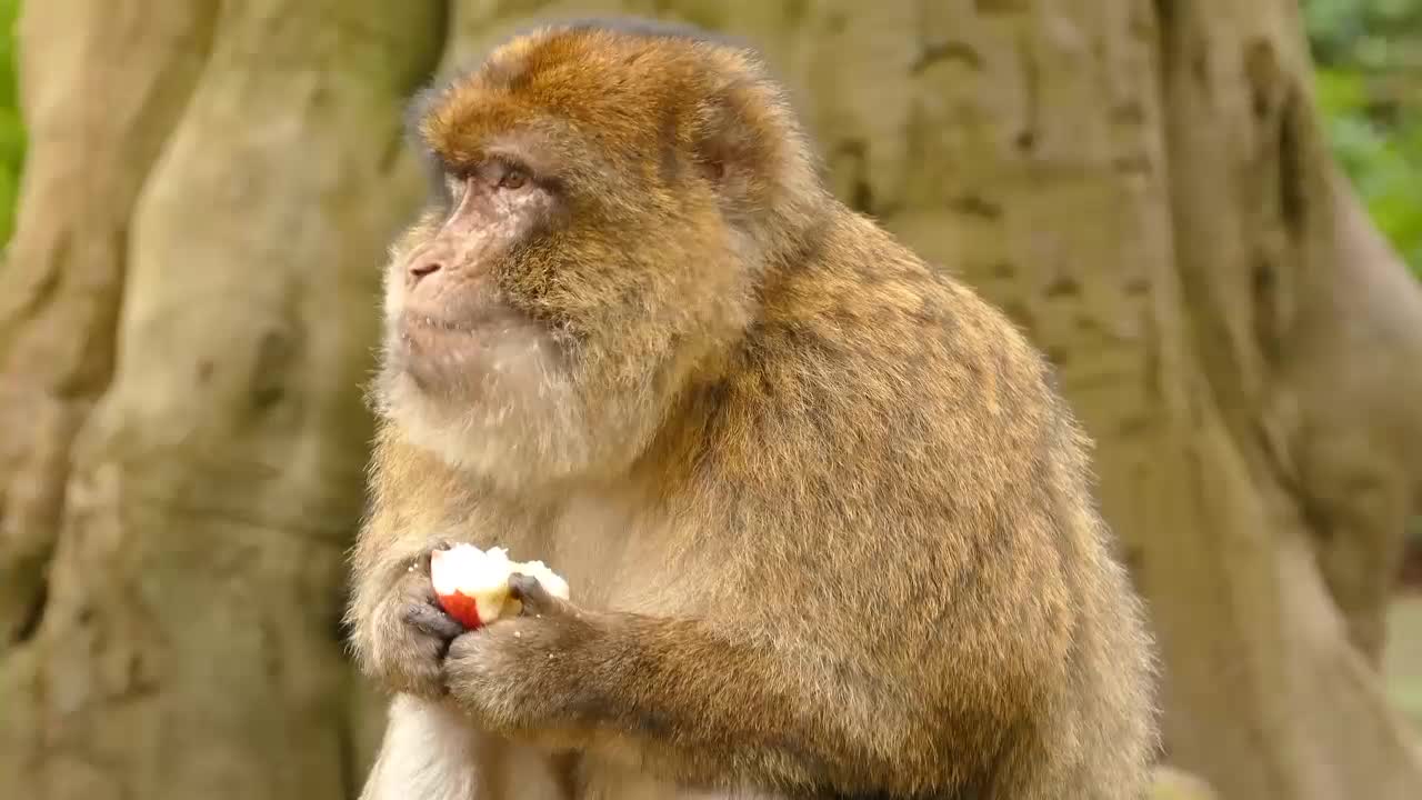 Monkey eat apple