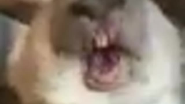 Funny Rats cat dog animals videos