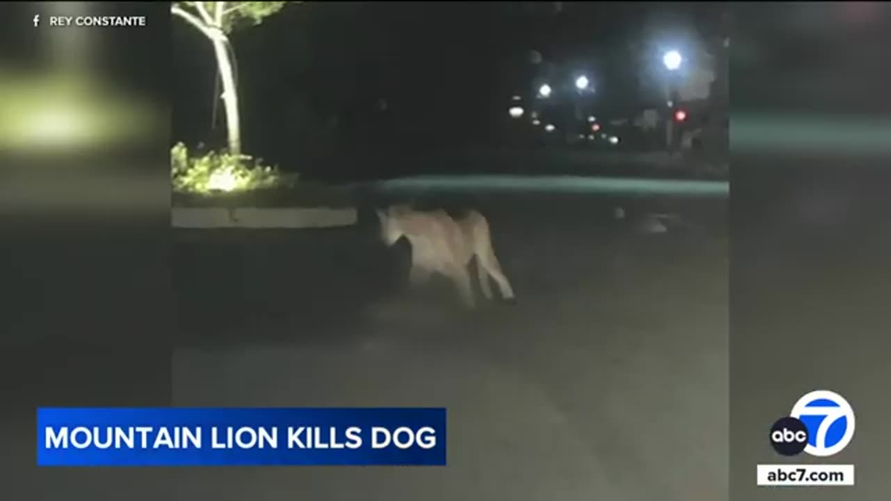 Mountain lion attacks, kills pit bull in Sylmar neighborhood