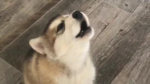 Husky howling at the same time s owner