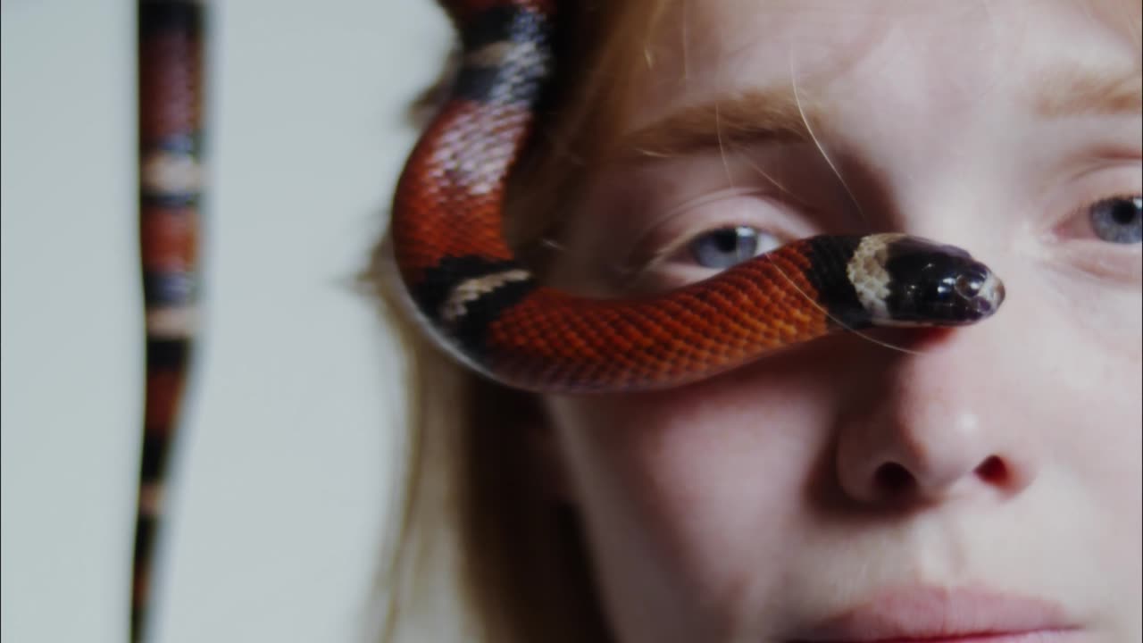 A dangerous snake is on girl face in cutting position
