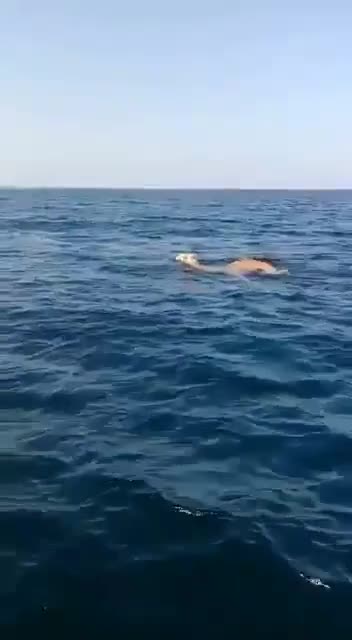 Camels swim across the sea