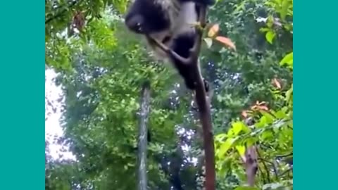 cute animal