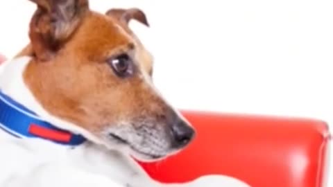 Dog Training video | Dog Training Basics Video |