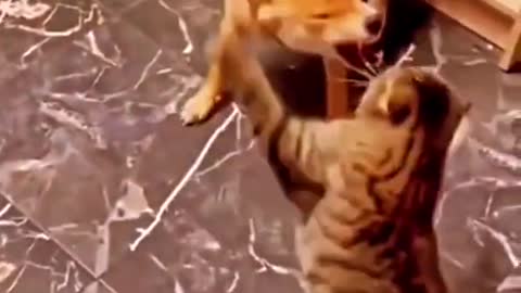 Funny short dog &cat