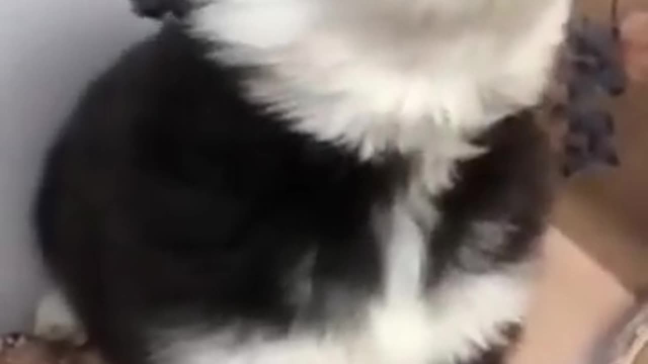 Cutest Howling Ever