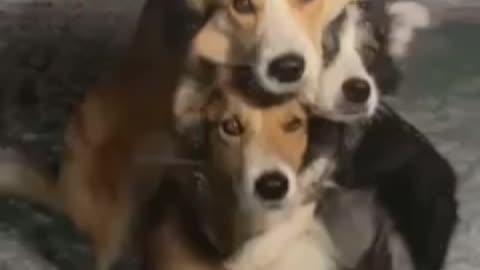 Cute dogs, 3idiots