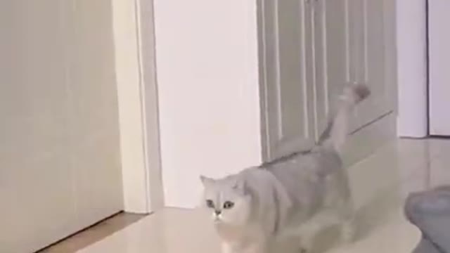 Cats and dogs _ cats meowing _ cats funny videos #shorts