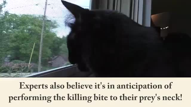 Seven noises kittens makes