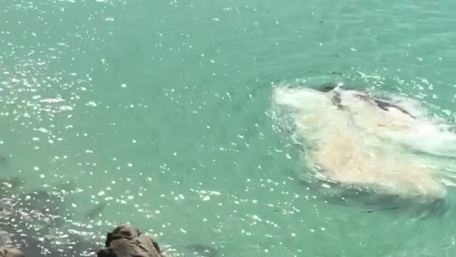 Awesome Rescue of Beached Whale