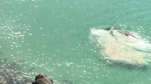 Awesome Rescue of Beached Whale