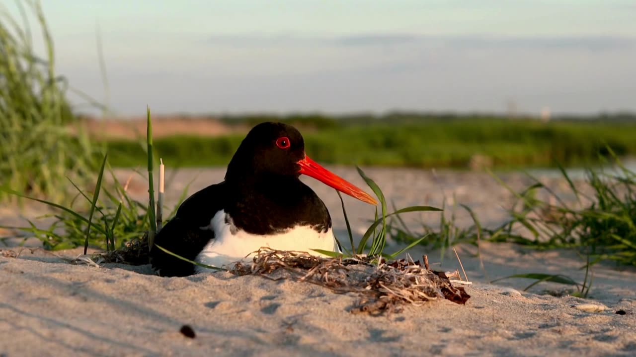 The Oystercatcher: Close Up HD Footage (Haematopus ostralegus)