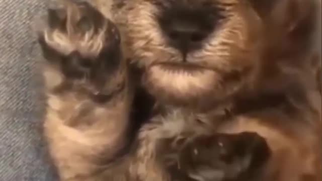 Wow! Very Good Baby Dogs -Cute And Funny Dog Videos Compilation