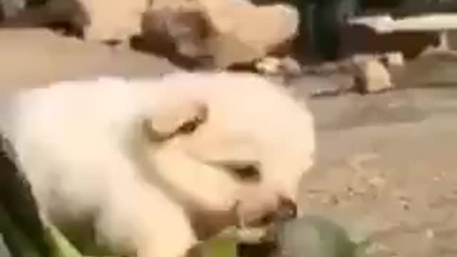 Two best friends.Cute video