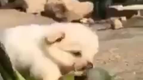 Two best friends.Cute video