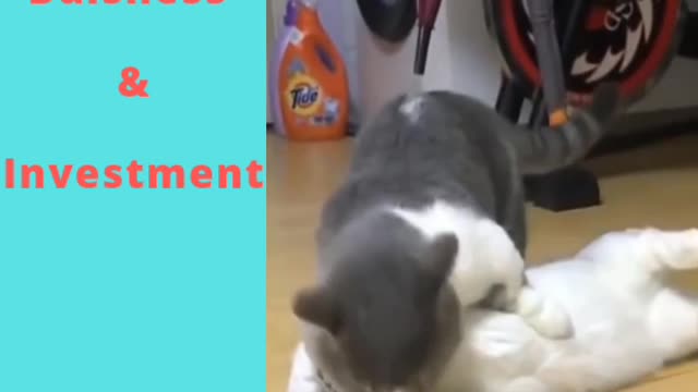 Funny and cute cats life