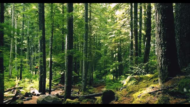 birdsong, forest