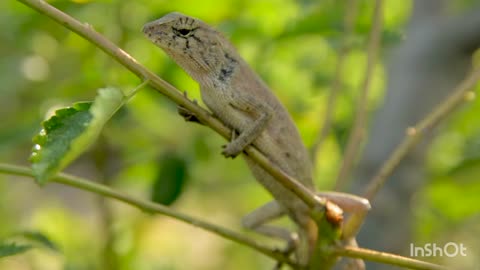 Danger Dragon animal the jungle