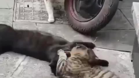 Funny animals video