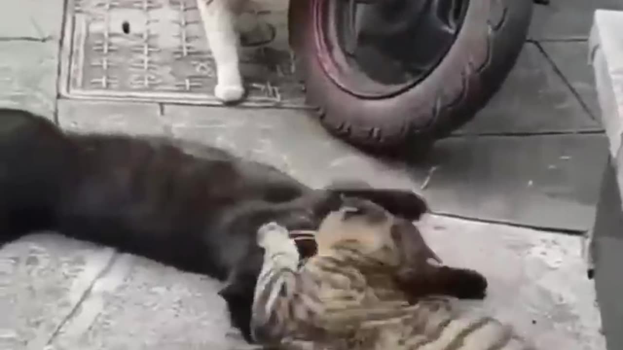 Funny animals video